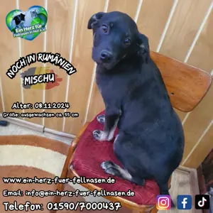 Auch Mischu sucht ein Zuhause für immer