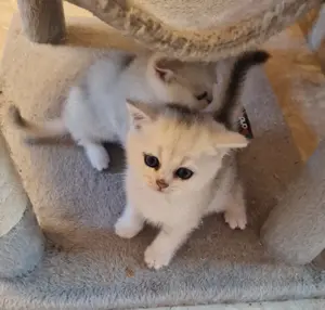 Süße bkh silver shaded Kitten suchen ihr liebevolles Zuhause