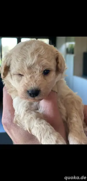 Spitzpoo (Pomapoo) Welpen 