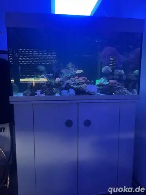 Meerwasser Fische, Korallen und Technik