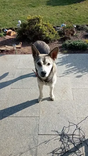  Shepherd -Husky Mix