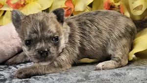 Chihuahua in Brindle