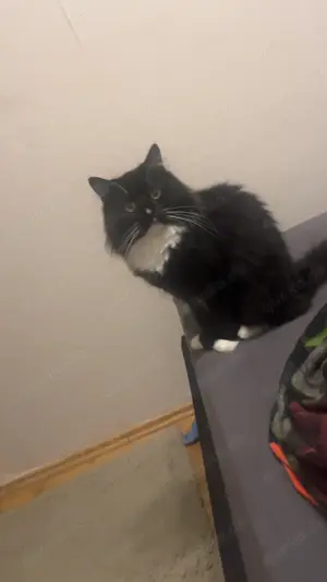 Zwei Katzen abzugeben 