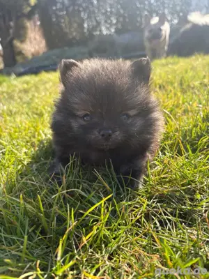 Süße Pomeranian Welpen
