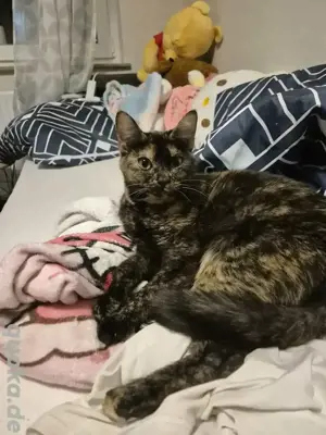 Hauskatze 
