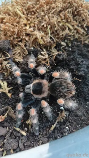 Vogelspinne,  Vogelspinnen    