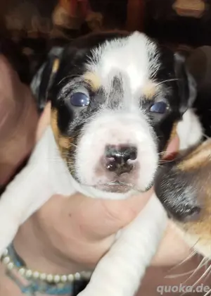 Jack Russel Welpen