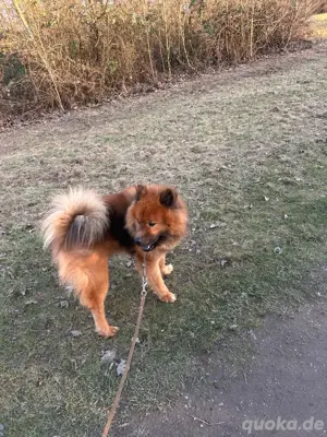 Eurasier Deckrüde