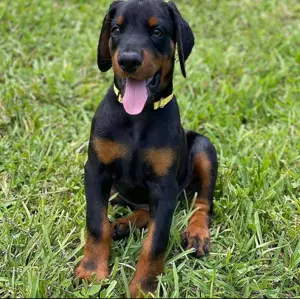 Super Doberman-Welpen