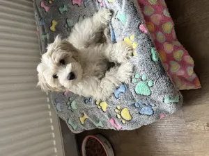 Maltipoo Welpen Mädchen 