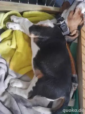 Beagel Welpe Hündin Sehr Lieb 