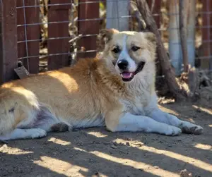 Pitzi möchte mit dir knuddeln Bild 3