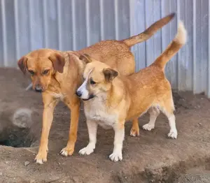 Pitzi möchte mit dir knuddeln Bild 5