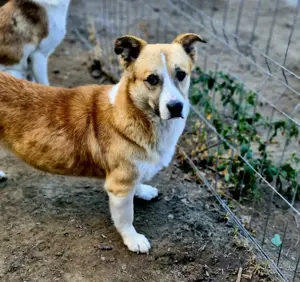 Pitzi möchte mit dir knuddeln Bild 8