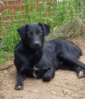 Black Beauty Chewie wartet auf seine Menschen
