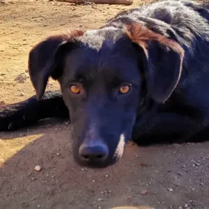 Chewie, wer gibt ihm eine Chance Bild 2