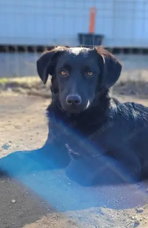 Chewie, wer gibt ihm eine Chance Bild 4