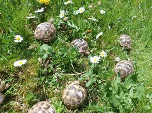 Maurische Landschildkröten zu verkaufen