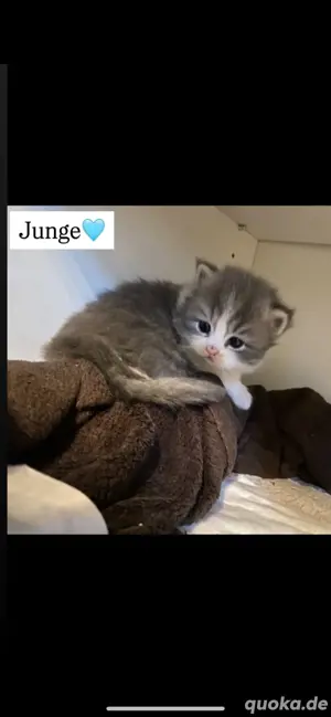 2 katzen abzugeben