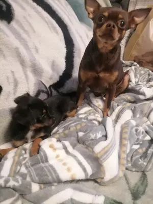 Russische mini toy (ein Junge) 