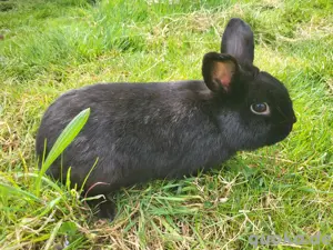 1 Zwergkaninchen  abzugenen 