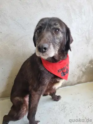 Rüde Oliver sucht sein Zuhause