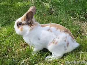 Löwenköpfchen  abzugeben 