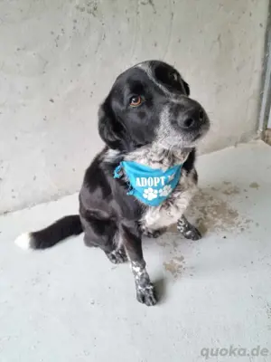 Toller hübscher Rüde Kuba