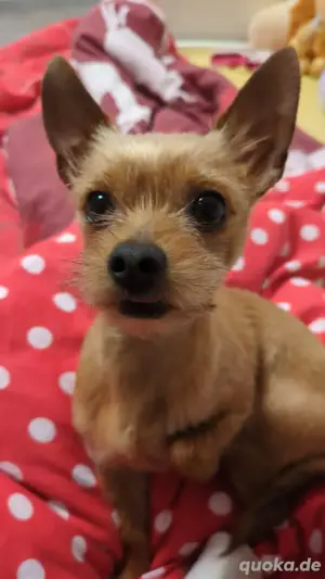 Chiuhahua yokisher welpen wir sind bereit fürs neue zuhause Bild 6