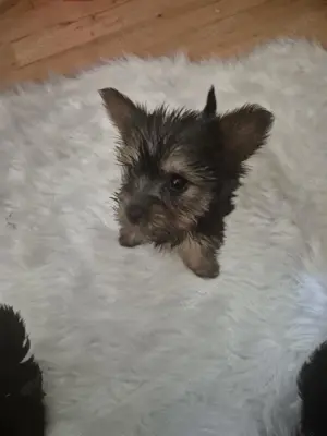Welpen Yorkshire Terrier 