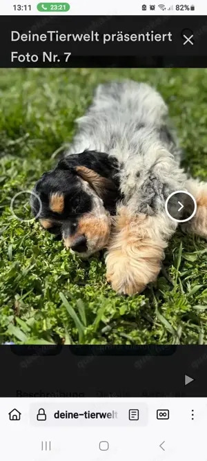 amerikanischer cockerspaniel tricolor