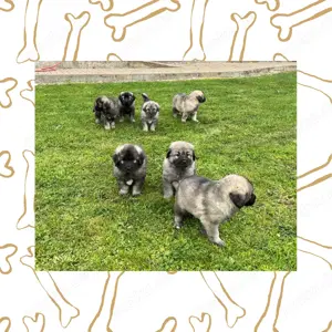 Süße Sarplaninac Welpen (Hirtenschutzhund,Schäferhund) suchen neues Zuhause. Noch 2 Welpen verfügbar