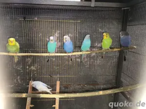 Junge Wellensittiche abzugeben 