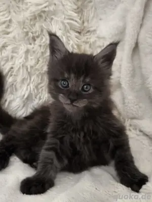 Maine Coon Reinrassig mit Stammbaum 