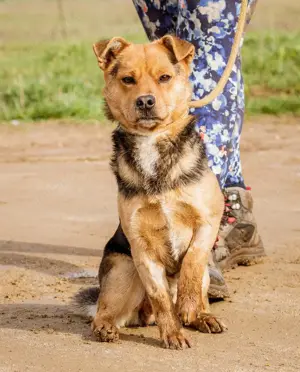 Arpi, ein kleiner Flitzer