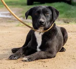 Lira- schüchternes Mädchen, das geduldige Menschen sucht