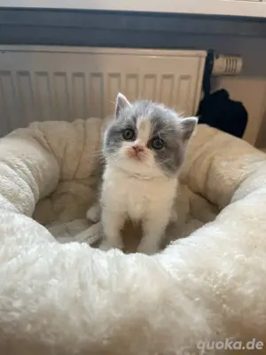 BKH Kitten mit Stammbaum