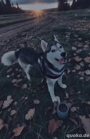 wunderschöner husky zu vermitteln 