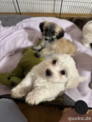 Bichon Havaneser