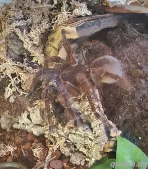 theraphosa blondi Weibchen 