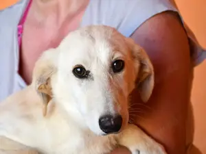 Geo sucht sein Zuhause (noch auf Sardinien)