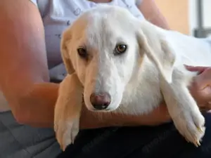 Gesuino sucht sein Zuhause (noch auf Sardinien)