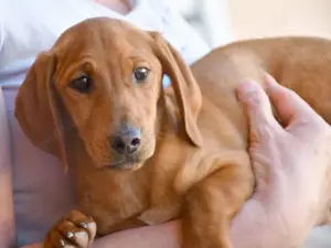 Ettore sucht sein Zuhause
