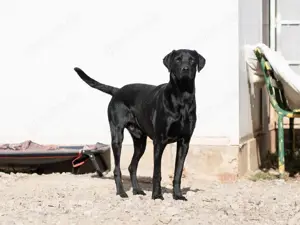 Leo sucht eine Pflegestelle oder ein Zuhause Bild 9