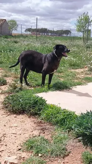 Ara sucht schon so lange nach einer Pflegestelle oder einem Zuhause Bild 7