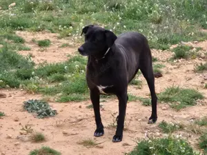 Ara sucht schon so lange nach einer Pflegestelle oder einem Zuhause Bild 9