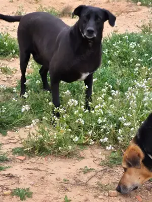 Ara sucht schon so lange nach einer Pflegestelle oder einem Zuhause Bild 5