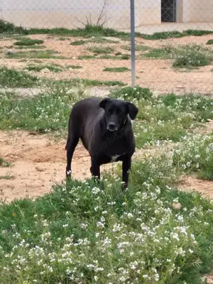 Ara sucht schon so lange nach einer Pflegestelle oder einem Zuhause Bild 2