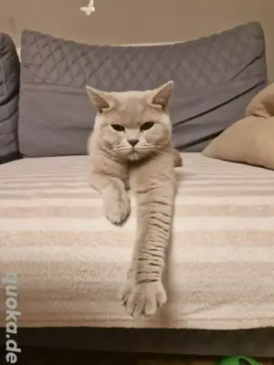 Kastrierte BKH Katze Lilac mit Stammbaum 