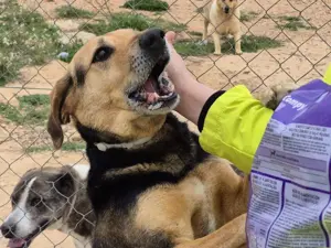 Dex wartet schon so lange auf eine Pflegestelle Bild 4